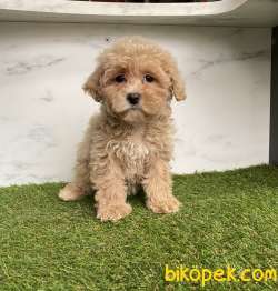 Maltipoo Sevimli Dizayn Bebeklerimiz 2