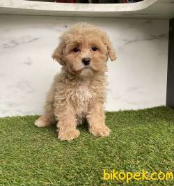 Maltipoo Sevimli Dizayn Bebeklerimiz 4