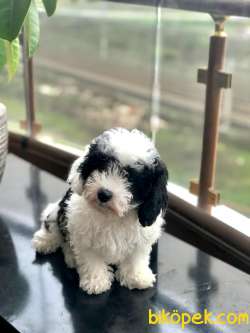 Maltipoo Sevimli Ve Cana Yakın 1