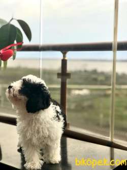 Maltipoo Sevimli Ve Cana Yakın 3