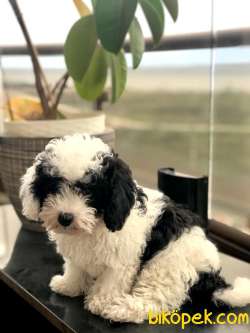 Maltipoo Sevimli Ve Cana Yakın 4