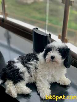 Maltipoo Sevimli Ve Cana Yakın 5