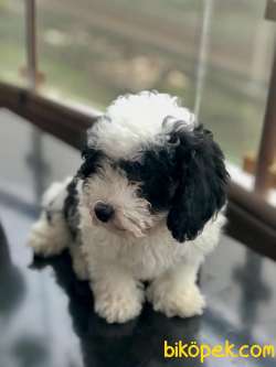 Maltipoo Sevimli Ve Cana Yakın 2