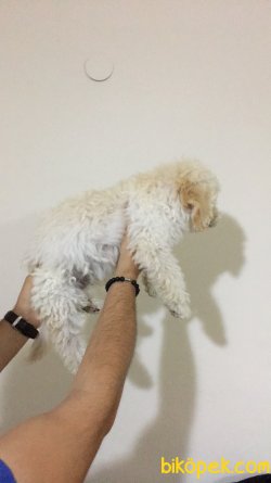MALTİPOO SEVİMLİ YAVRU 3