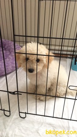 MALTİPOO SEVİMLİ YAVRU 1