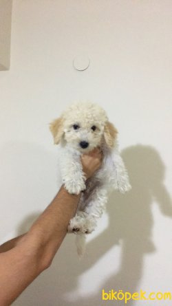 MALTİPOO SEVİMLİ YAVRU 4