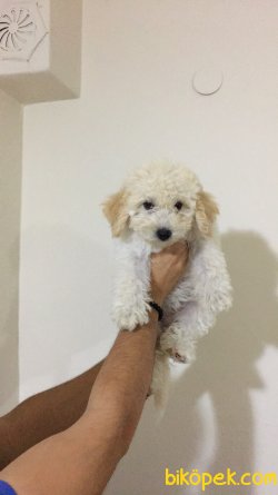MALTİPOO SEVİMLİ YAVRU 2
