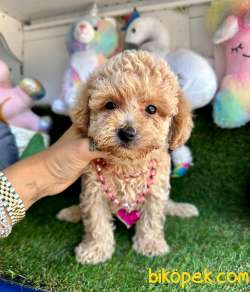 Maltipoo Sevimli Yavrularımız 4