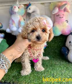 Maltipoo Sevimli Yavrularımız 2