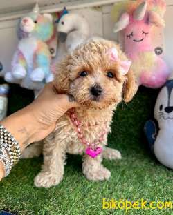 Maltipoo Sevimli Yavrularımız 1