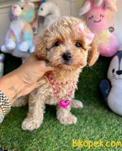 Maltipoo Sevimli Yavrularımız 3