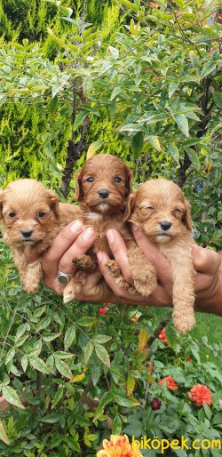 Maltipoo Şirinmi Şirin Yavrular Üretim Çiftliği 4