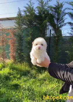 MALTIPOO TATLILIGI BURADA