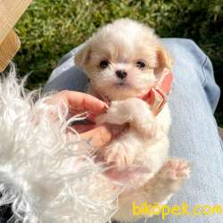 Maltipoo Teacup Anne Babaya Sahip Yavrumuz 1