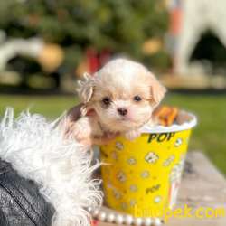 Maltipoo Teacup Anne Babaya Sahip Yavrumuz 3
