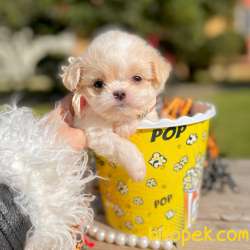 Maltipoo Teacup Anne Babaya Sahip Yavrumuz 2