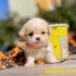 Maltipoo Teacup Anne Babaya Sahip Yavrumuz 4