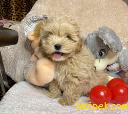 Maltipoo Teacup Kore Kanı Safkan Anne Babadan Yavrumuz 1