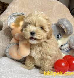 Maltipoo Teacup Kore Kanı Safkan Anne Babadan Yavrumuz 3