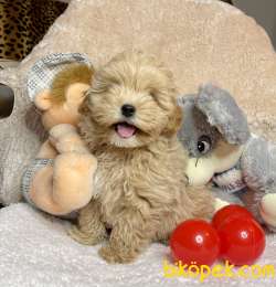 Maltipoo Teacup Kore Kanı Safkan Anne Babadan Yavrumuz 5