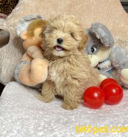 Maltipoo Teacup Kore Kanı Safkan Anne Babadan Yavrumuz 2