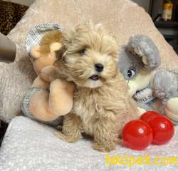 Maltipoo Teacup Kore Kanı Safkan Anne Babadan Yavrumuz 4