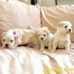 Maltipoo Teacup Mini Tuy Dökmeyen Tuvalet Eğitimli Yavrular 5