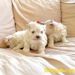 Maltipoo Teacup Mini Tuy Dökmeyen Tuvalet Eğitimli Yavrular 3