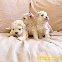 Maltipoo Teacup Mini Tuy Dökmeyen Tuvalet Eğitimli Yavrular 1