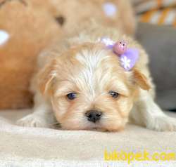 Maltipoo Teacup Mini Tuy Dökmeyen Tuvalet Eğitimli Yavrular 4