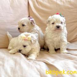 Maltipoo Teacup Mini Tuy Dökmeyen Tuvalet Eğitimli Yavrular 2
