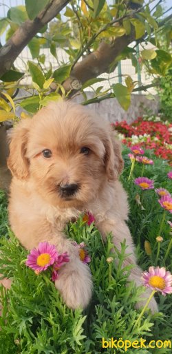 Maltipoo Terrier Ponçik Yavrularım 3
