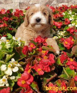 Maltipoo Terrier Ponçik Yavrularım 1