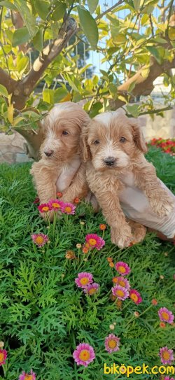 Maltipoo Terrier Ponçik Yavrularım 4