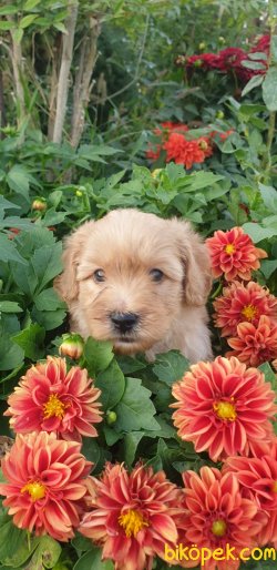 Maltipoo Terrier Ponçik Yavrularım 2