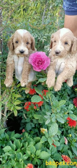 Maltipoo Terrier Ponçik Yavrularım 5