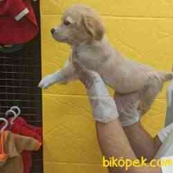 Maltipoo Terrier Yavrum Leo 3