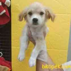 Maltipoo Terrier Yavrum Leo 1