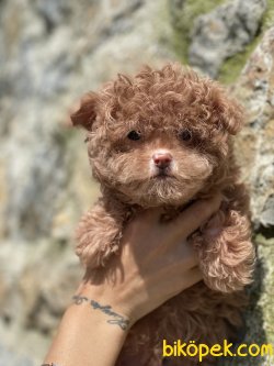 Maltipoo Tiny Boyut En Nadir Renk 2