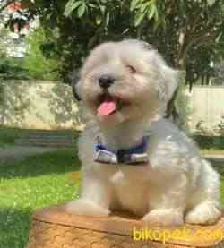Maltipoo Ve Morkie Design Mini Irk Yavrularımız 2