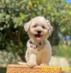Maltipoo Ve Morkie Design Mini Irk Yavrularımız 4