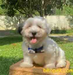 Maltipoo Ve Morkie Design Mini Irk Yavrularımız 1