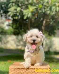 Maltipoo Ve Morkie Design Mini Irk Yavrularımız 3