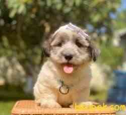 Maltipoo Ve Morkie Design Mini Irk Yavrularımız 5