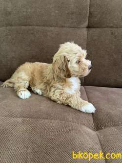 Maltipoo Yavru 5