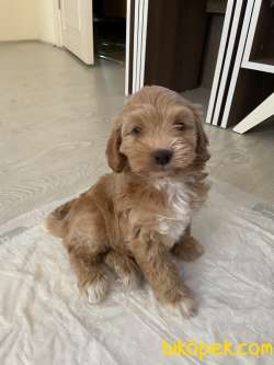Maltipoo Yavru 2