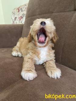 Maltipoo Yavru 4