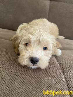 Maltipoo Yavru 1