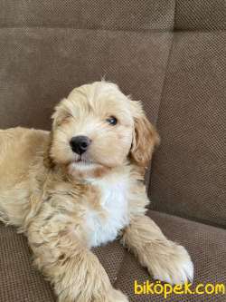 Maltipoo Yavru 3