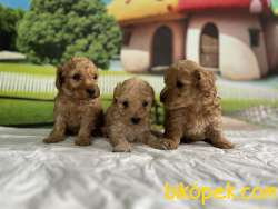 Maltipoo Yavru 4